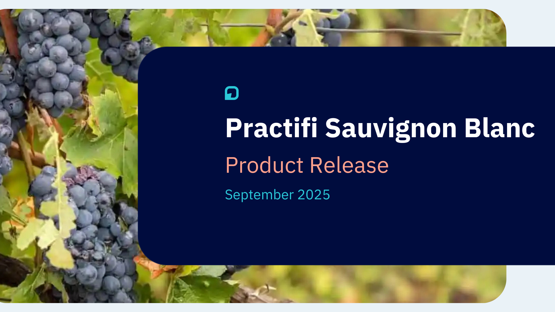 Sauvignon Blanc Release Tile September 2025
